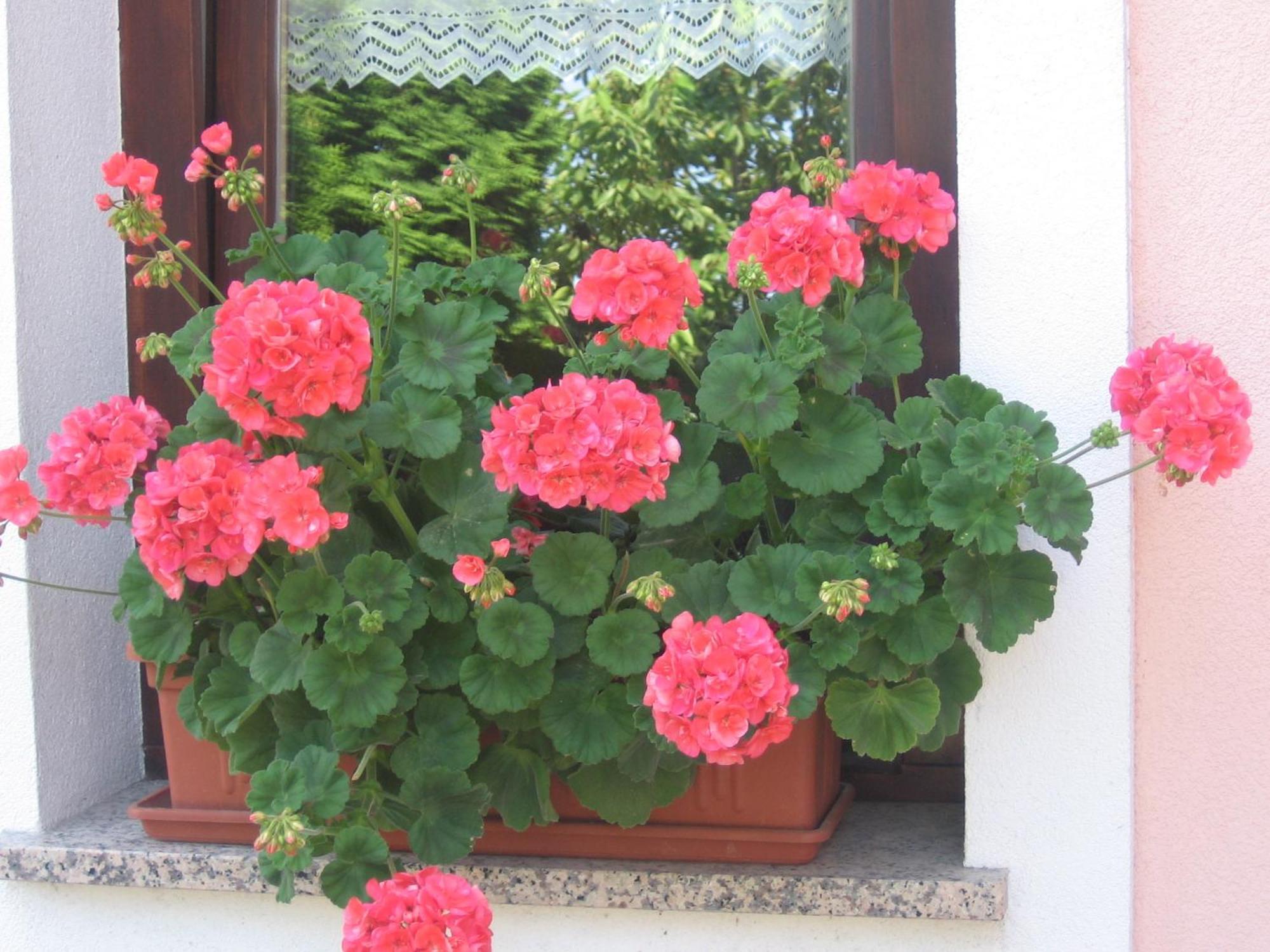 Tourist Farm Pri Martinovih Villa Krška Vas Buitenkant foto