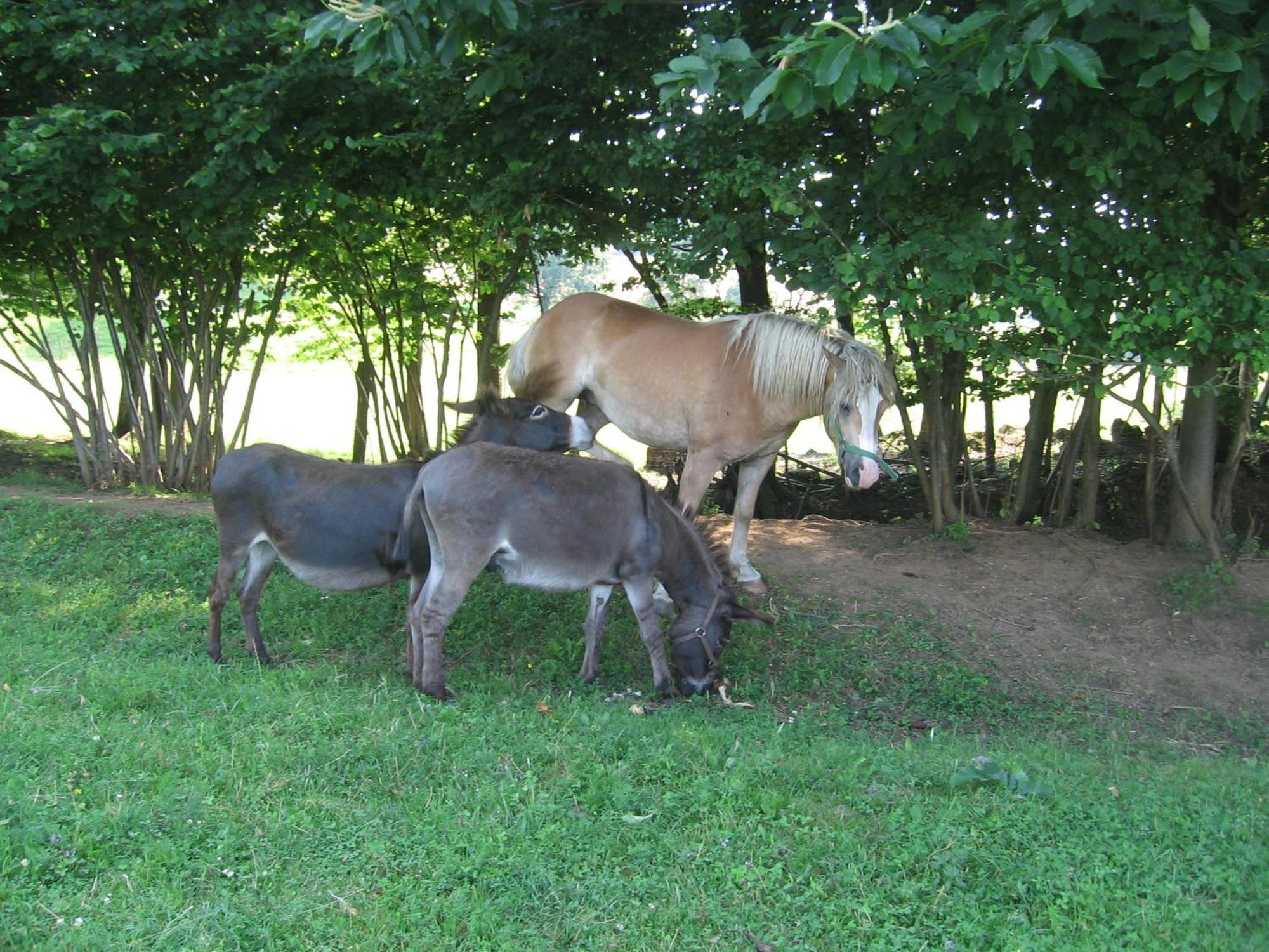 Tourist Farm Pri Martinovih Villa Krška Vas Buitenkant foto
